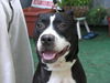 Wowzer the Terrier
