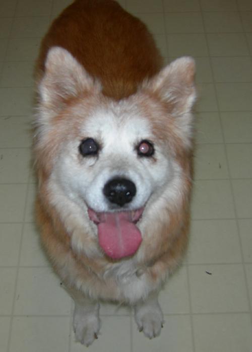 Happy the Senior Spitz