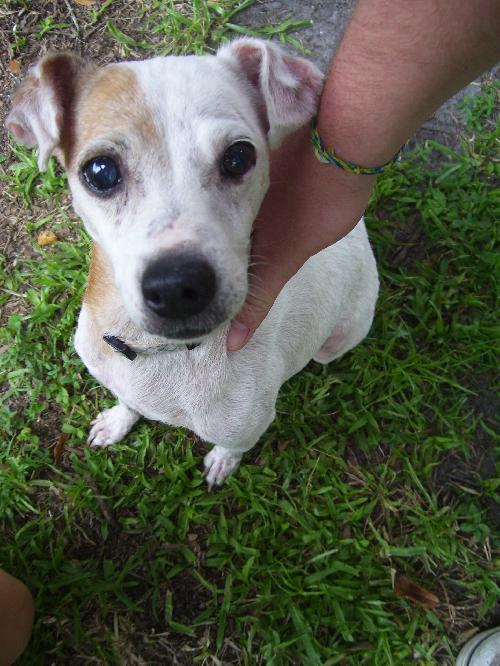 Prissy the Jack Russell
