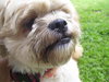 Nick the Lhasa Apso
