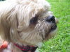 Nick the Lhasa Apso