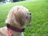 Nick the Lhasa Apso