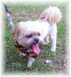 Nick the Lhasa Apso