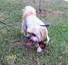 Nick the Lhasa Apso