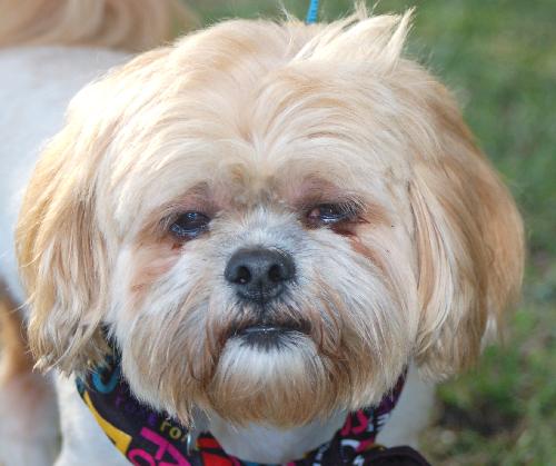 Nick the Lhasa Apso