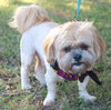Nick the Lhasa Apso