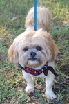 Nick the Lhasa Apso