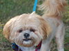 Nick the Lhasa Apso