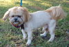 Nick the Lhasa Apso