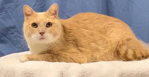 Charlie Front Declawed *Bonded with Mindy*