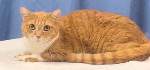 Mindy Front Declawed *Bonded with Charlie*