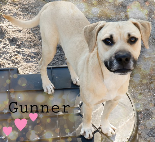 Gunner