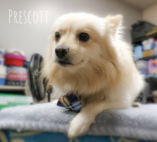 Prescott