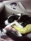 Flash the Border Collie
