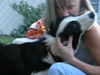 Flash the Border Collie