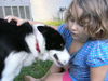Flash the Border Collie