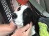 Flash the Border Collie