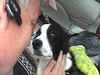 Flash the Border Collie