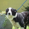 Flash the Border Collie