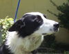 Flash the Border Collie