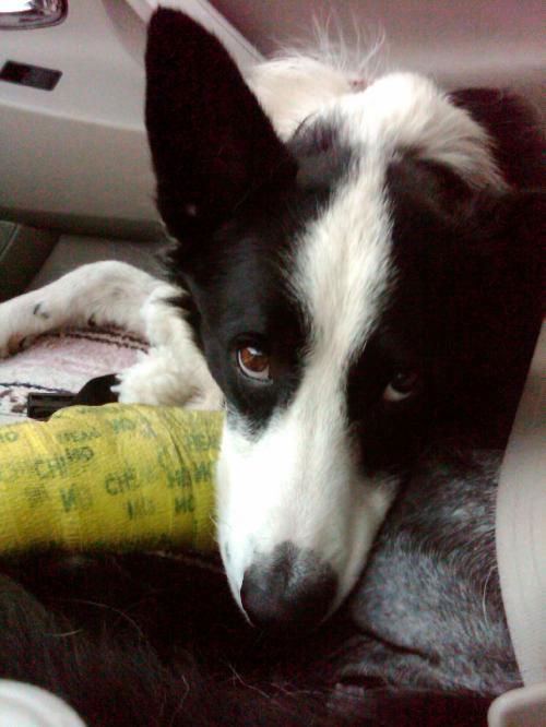 Flash the Border Collie