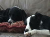 Flash the Border Collie