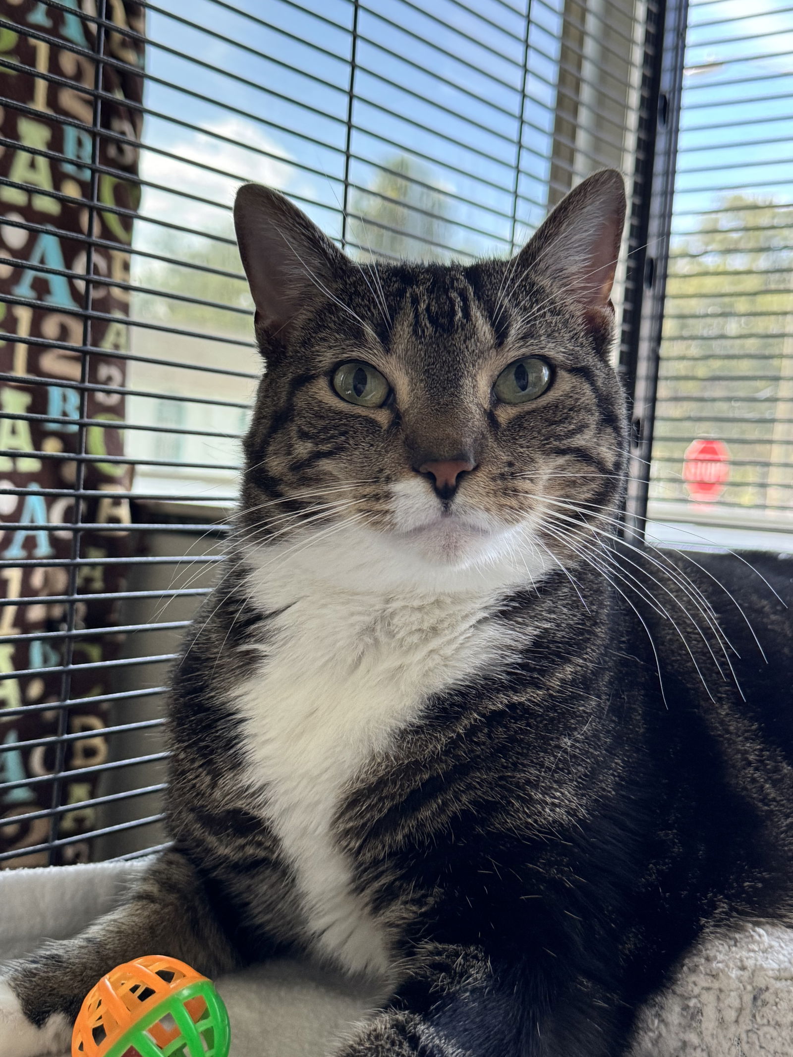 adoptable Cat in Sanford, FL named Nibbles