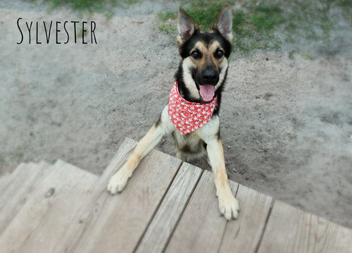 Sylvester