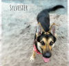 Sylvester