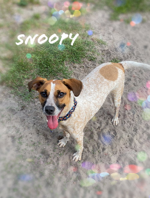 Snoopy