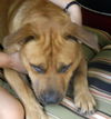 Oohmpa Loompa the Goofy Lab ~ VIDEO