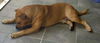 Oohmpa Loompa the Goofy Lab ~ VIDEO