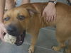 Oohmpa Loompa the Goofy Lab ~ VIDEO