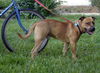 Oohmpa Loompa the Goofy Lab ~ VIDEO