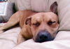 Oohmpa Loompa the Goofy Lab ~ VIDEO