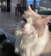 Theo The sweet Front declawed Boy
