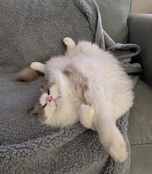 Theo The sweet Front declawed Boy