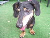Holler the Dachshund