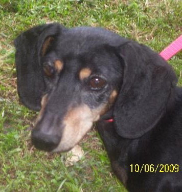 Holler the Dachshund