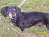 Holler the Dachshund