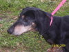 Holler the Dachshund