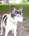Hoot the Rat Terrier