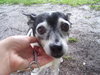 Hoot the Rat Terrier