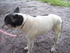 Hoot the Rat Terrier