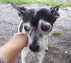 Hoot the Rat Terrier