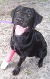 Alee the Flat-Coat Retriever