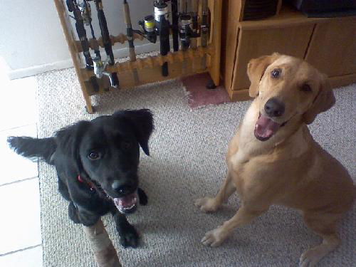 Alee the Flat-Coat Retriever