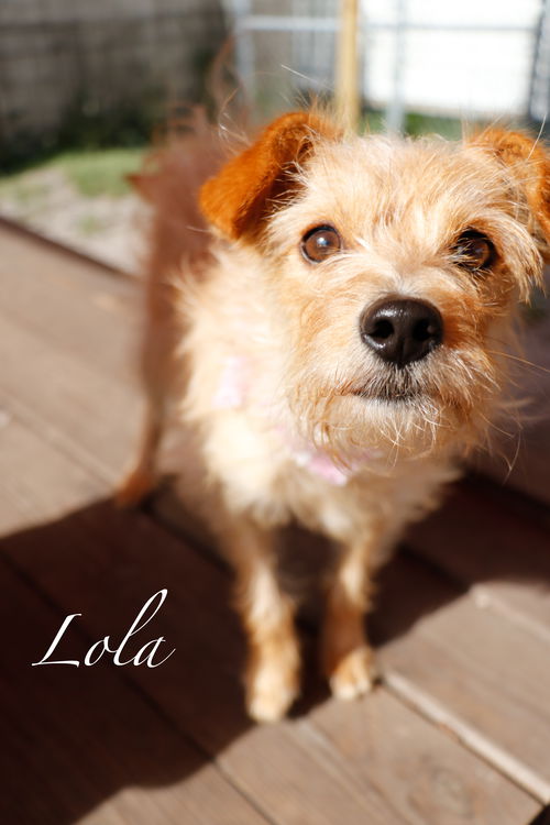 Lola