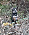 Rambo