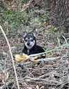 Rambo